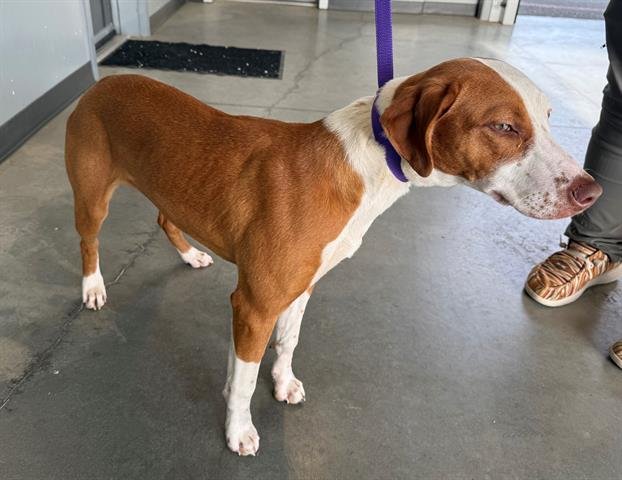 PENELOPE - Vizsla available for adoption