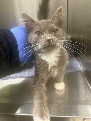 OSCAR - Domestic Short Hair available for adoption