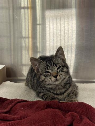 JUGHEAD - Domestic Medium Hair available for adoption