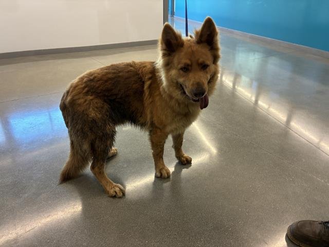 DOUG - German Shepherd Dog / Golden Retriever available for adoption