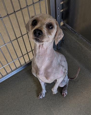 BENJI - Havanese available for adoption