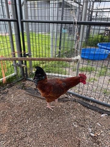 A132575 - Chicken available for adoption