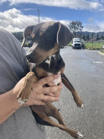 ROXY - Miniature Pinscher available for adoption