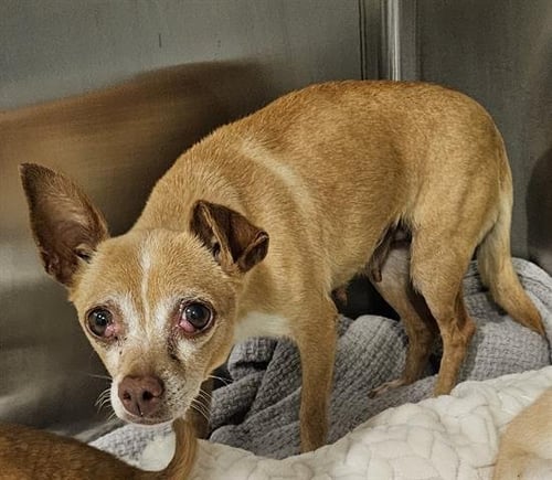 CHERRY - Chihuahua available for adoption