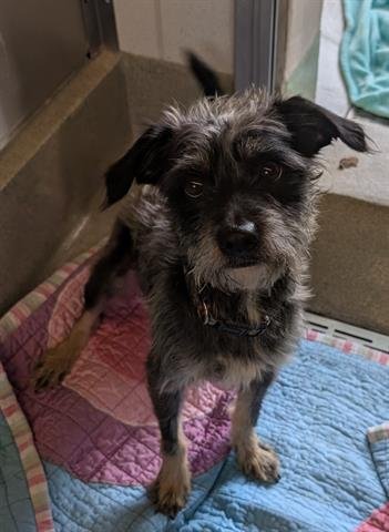 DUSTY - Terrier available for adoption
