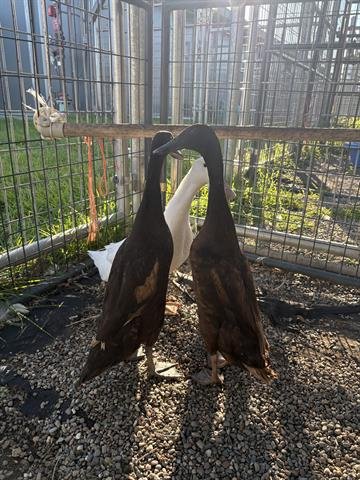 HAPPY - Duck available for adoption