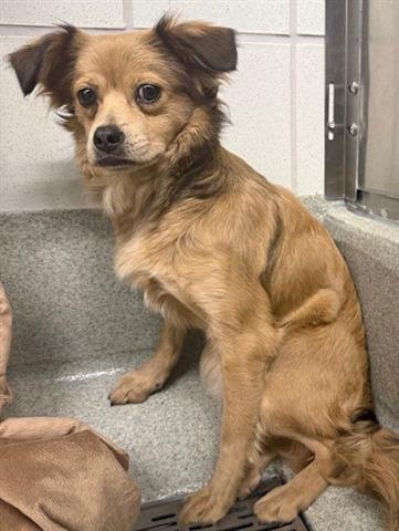 COCO - Chihuahua available for adoption