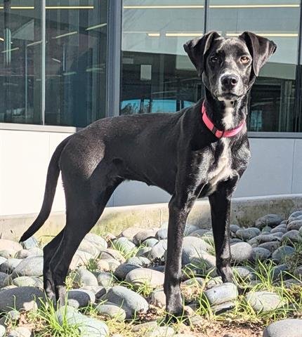 DESIREE - Greyhound available for adoption