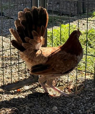 GRACE - Chicken available for adoption