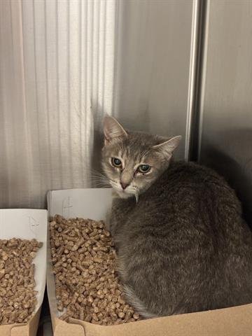 LADY - Domestic Short Hair available for adoption