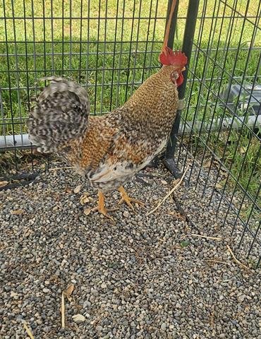 RICKY - Chicken available for adoption