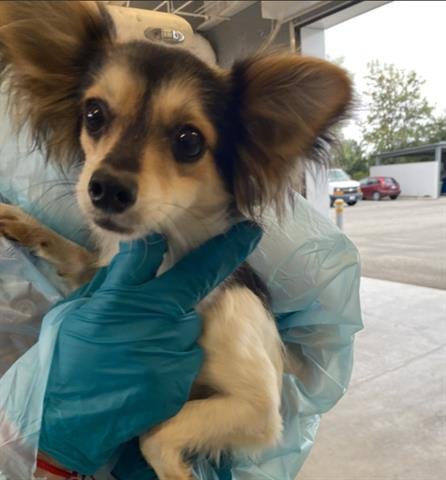 FRANCINE - Chihuahua available for adoption