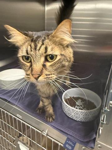 BALVIN - Domestic Medium Hair available for adoption