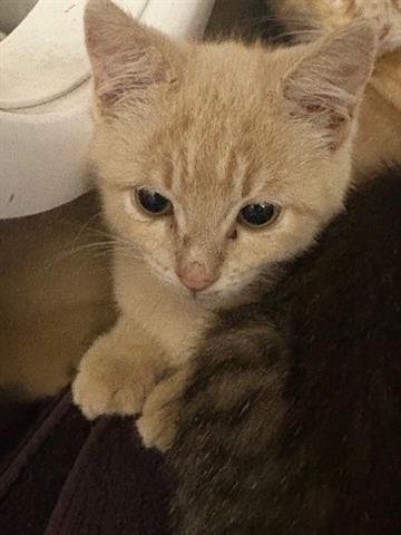 PRINCE - Domestic Short Hair available for adoption