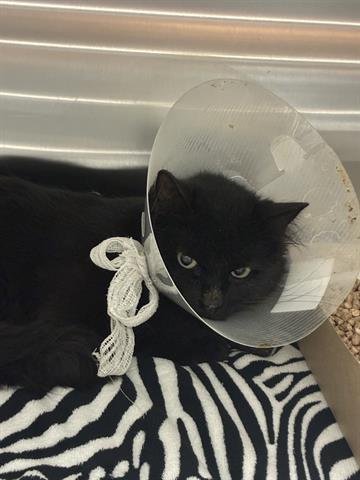 BIGGIE SMALLS - Domestic Medium Hair available for adoption