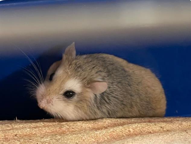 SONIC - Hamster available for adoption