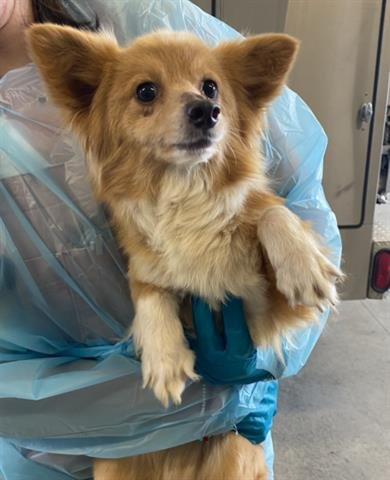 BENTLEY - Chihuahua available for adoption