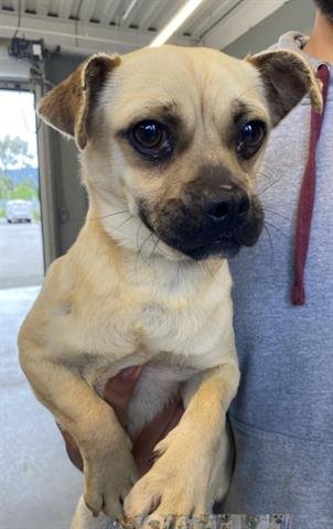 THIAGO - Pug available for adoption