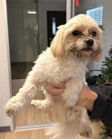 ANGIE - Maltese / Poodle (Miniature) available for adoption