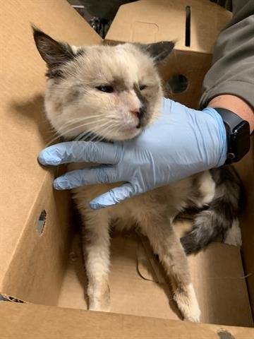 LOLLY - Domestic Short Hair available for adoption