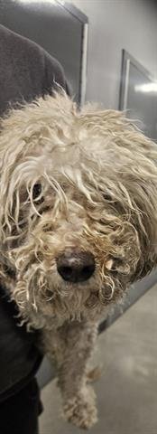 COCO - Poodle (Miniature) available for adoption