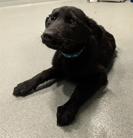 SYMONE - German Shepherd Dog available for adoption