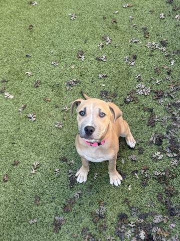 GINGER - Pit Bull Terrier available for adoption