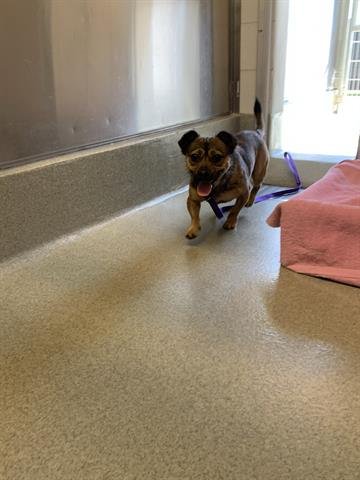 BOLT - Chihuahua available for adoption