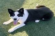 COLT - Border Collie available for adoption