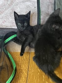 BINX - Photo 1