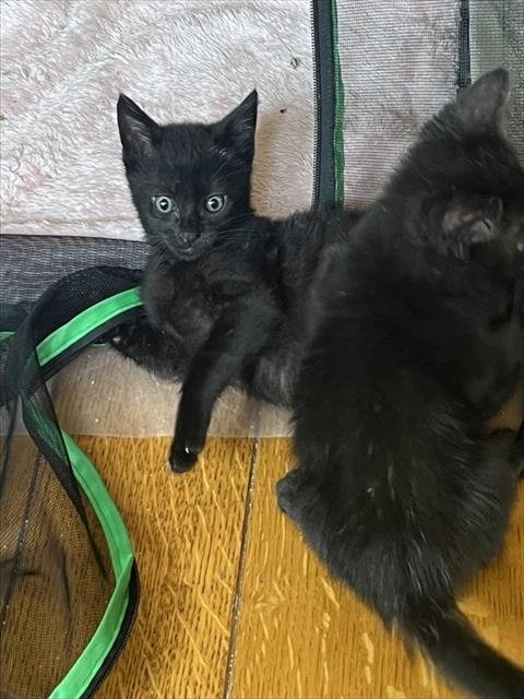 BINX - Domestic Short Hair available for adoption