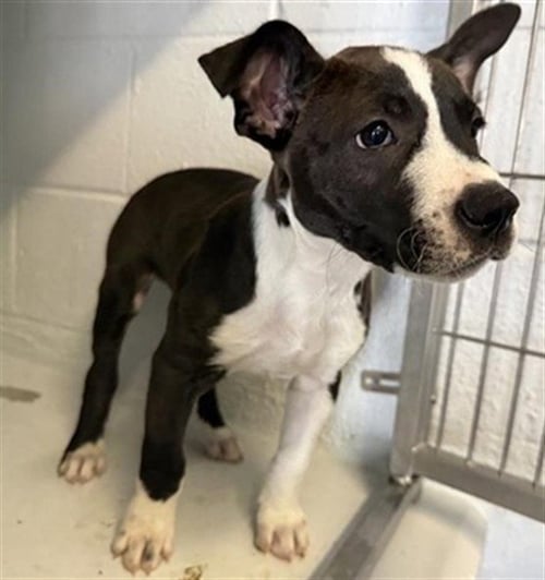 BANDIT - Pit Bull Terrier available for adoption