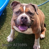 JASPER - Photo 1