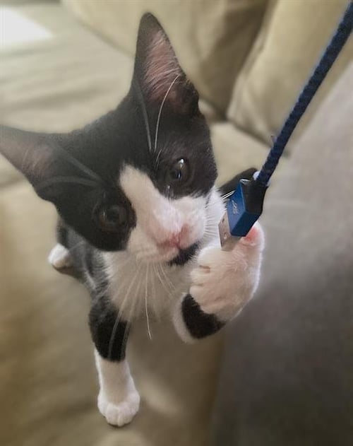ARTEMIS - Domestic Short Hair for adoption in Sacramento
