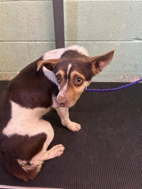 MARVIN - Chihuahua / Terrier available for adoption