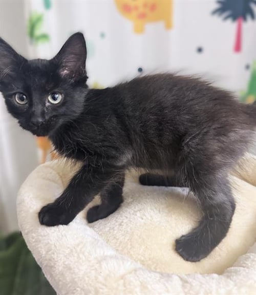 MYRTLE - Domestic Short Hair for adoption in Sacramento