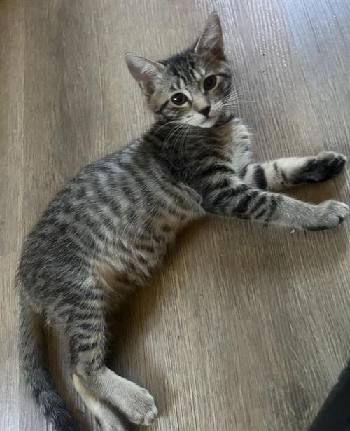 PEPPER - Domestic Short Hair available for adoption