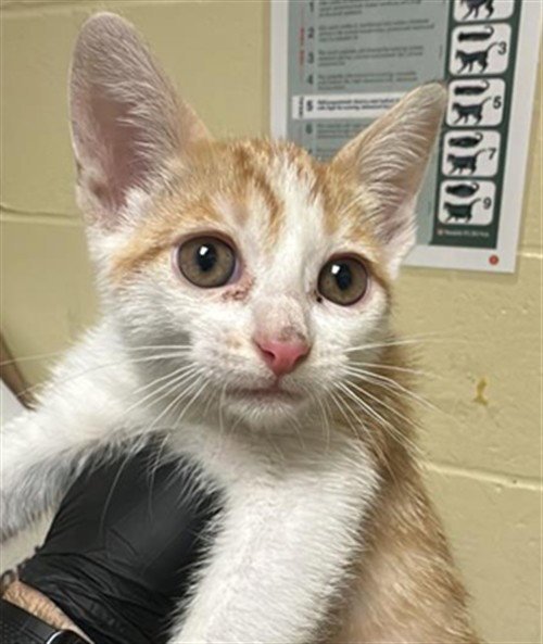 CARL - Domestic Short Hair for adoption in Sacramento