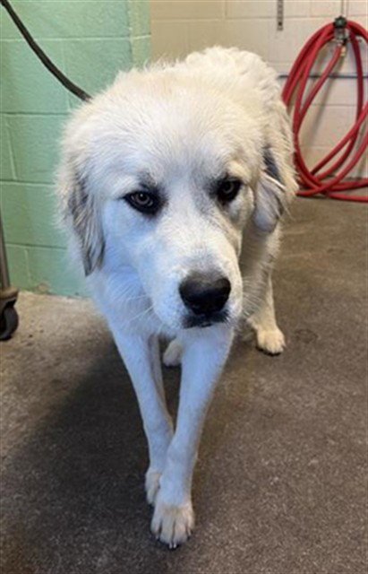 JAMES BLAKE - Great Pyrenees available for adoption