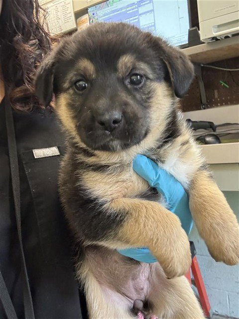 ROXY - German Shepherd Dog available for adoption