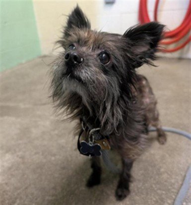 CHUY - Terrier available for adoption