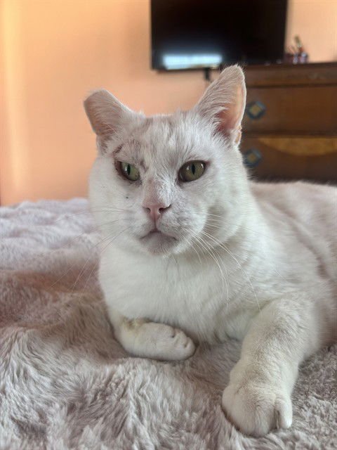 SAMSON - Domestic Short Hair available for adoption