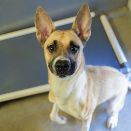 BRANDINE - German Shepherd Dog available for adoption