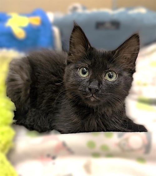 POLO - Domestic Long Hair available for adoption
