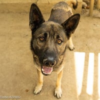 TIMBO - Photo 1