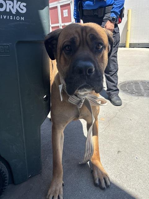 SLAMSON - Mastiff available for adoption