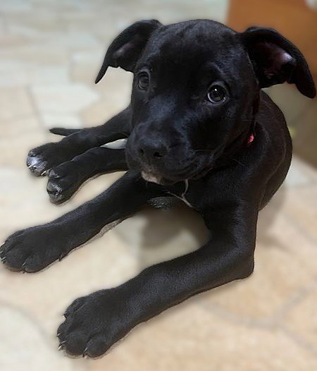 CAITLIN - Pit Bull Terrier available for adoption