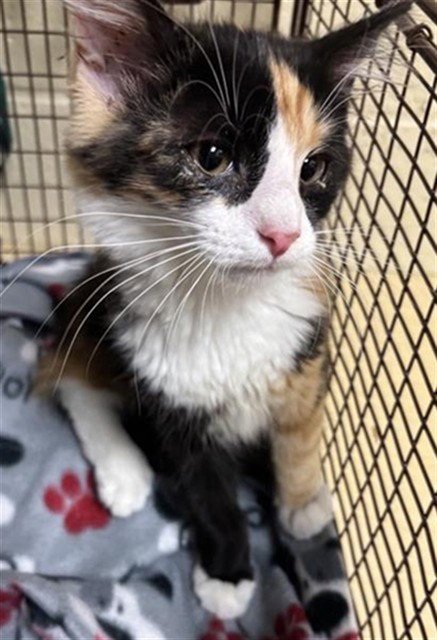 A740100 - Domestic Short Hair available for adoption