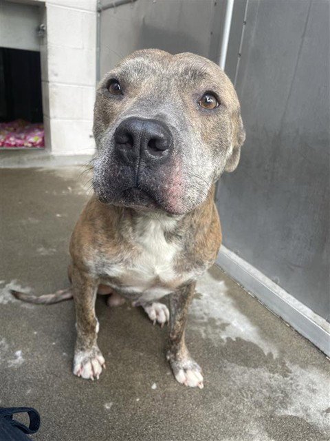JOJO - Pit Bull Terrier available for adoption
