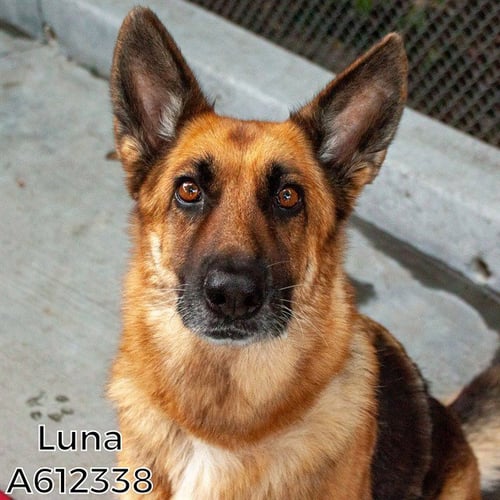 LUNA - German Shepherd Dog available for adoption